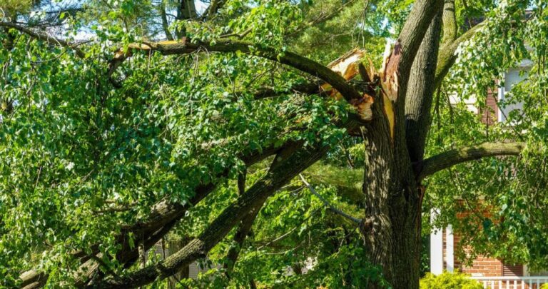 How-to-Recognize-Hazardous-Tree-Limbs-Before-Storm-Season-1024x540